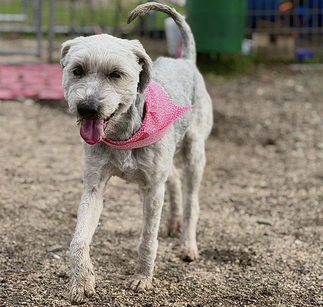 GERTRUDE - Old English Sheepdog available for adoption