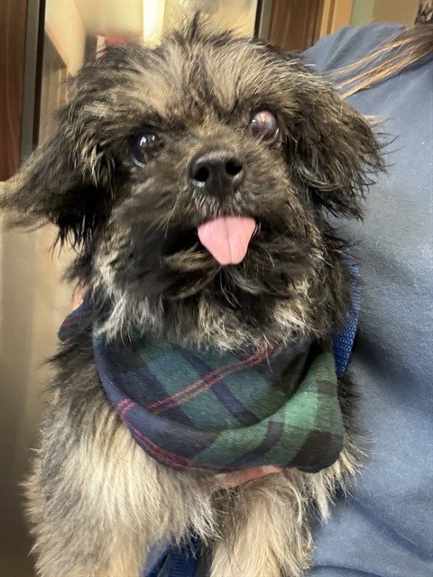 MED WAIVER ORVILLE - Yorkshire Terrier Yorkie available for adoption