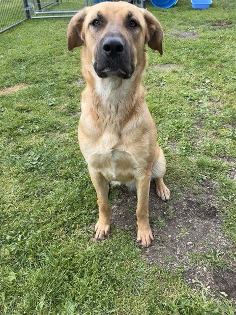 SPAM - Labrador Retriever available for adoption