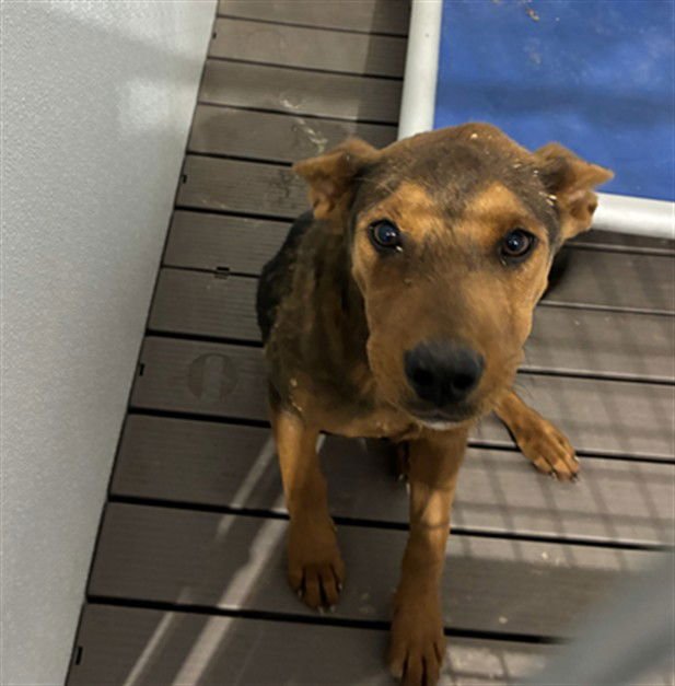 PICKLES - German Shepherd Dog available for adoption