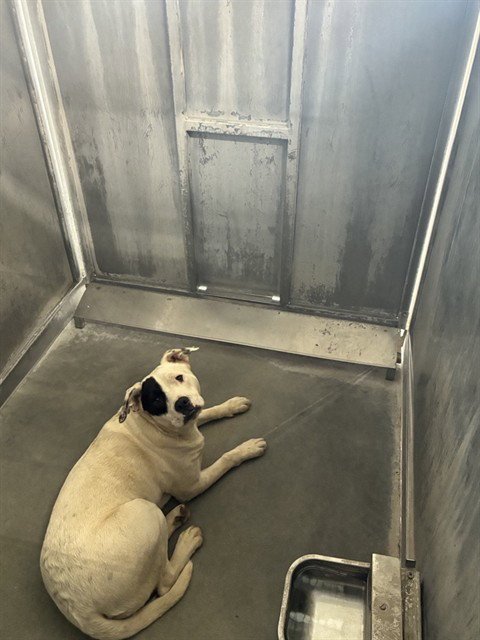 IBIZA - Pit Bull Terrier available for adoption