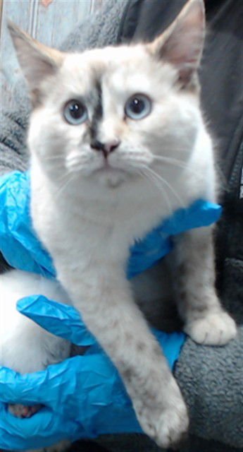 KITKAT - Domestic Short Hair available for adoption