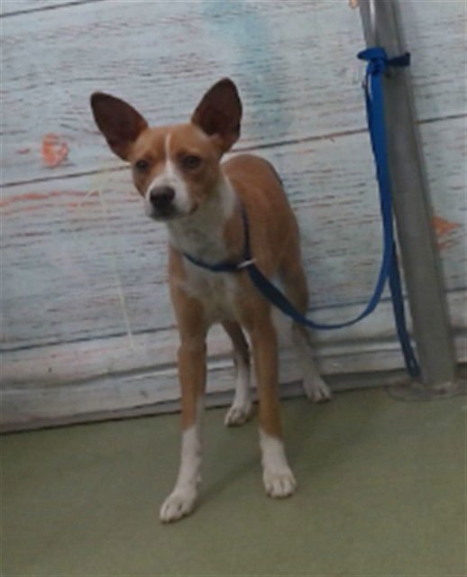 JINX - Chihuahua available for adoption