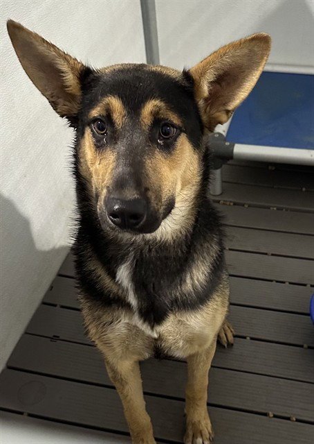 VICKY - German Shepherd Dog available for adoption