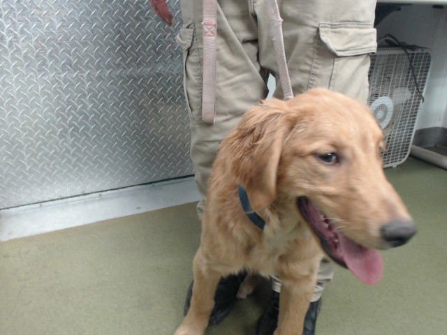 MASON - Golden Retriever available for adoption