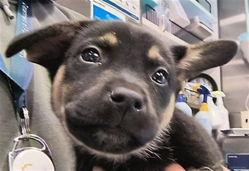 CLING WRAP - German Shepherd Dog available for adoption