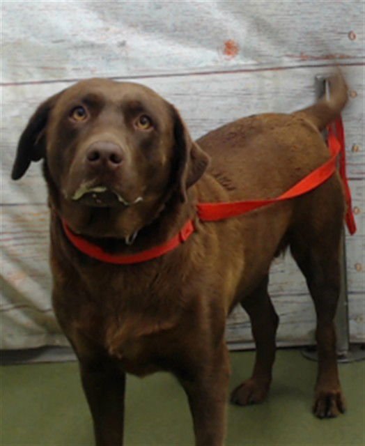 ENTEMENT - Labrador Retriever available for adoption