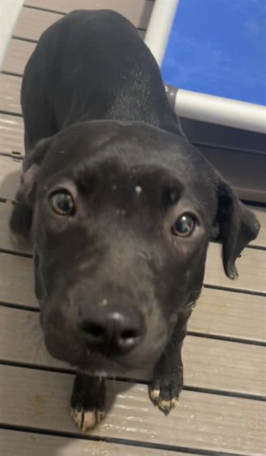 OLIVIA - Pit Bull Terrier available for adoption