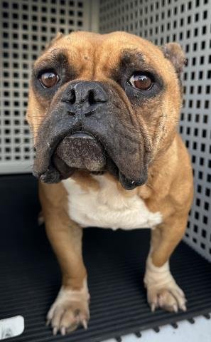 MED WAIVER RICHARD - Pit Bull Terrier available for adoption