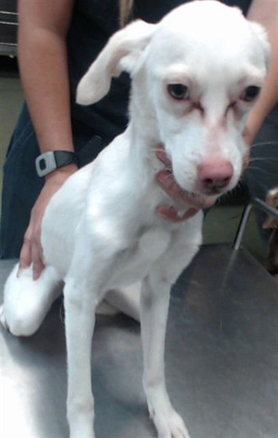 JASMINE - Chihuahua available for adoption