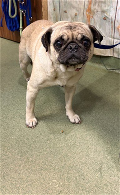 SAUSAGE - Pug available for adoption