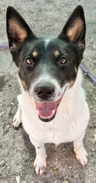OLIVIA - Australian Cattle Dog/Blue Heeler available for adoption