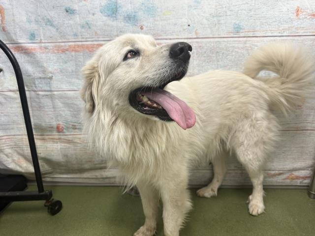 FINNEGAN - Great Pyrenees available for adoption