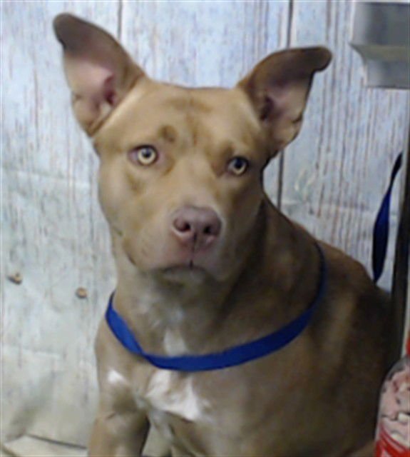 CANELA - Pit Bull Terrier available for adoption