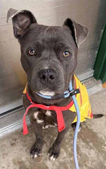 JACK - Pit Bull Terrier available for adoption