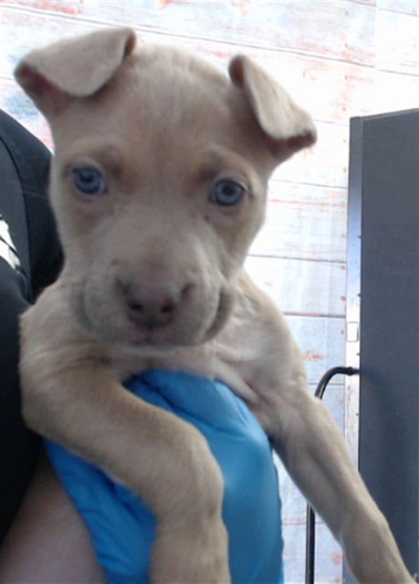 NESTLE - Pit Bull Terrier available for adoption