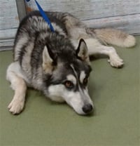 WOLFIE - Photo 1