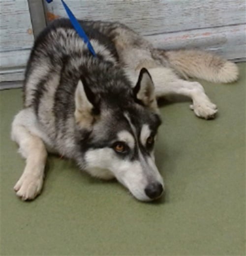 WOLFIE - Siberian Husky available for adoption