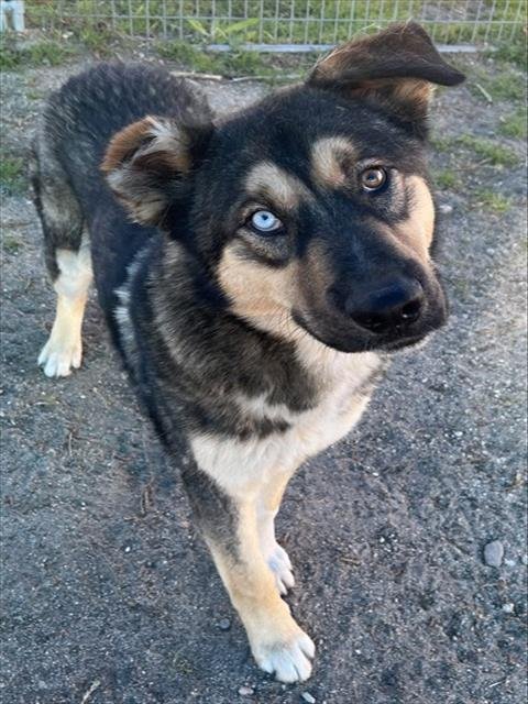 MED WAIVER ZAYDEN - German Shepherd Dog available for adoption