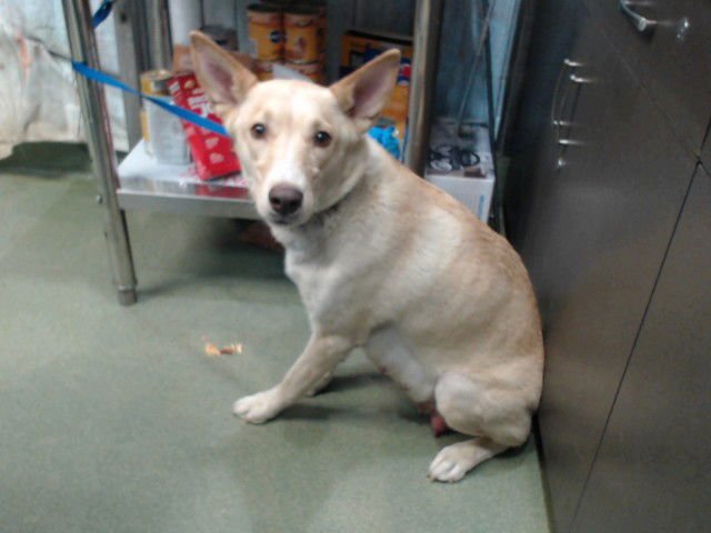 MAMA SKY - Siberian Husky available for adoption