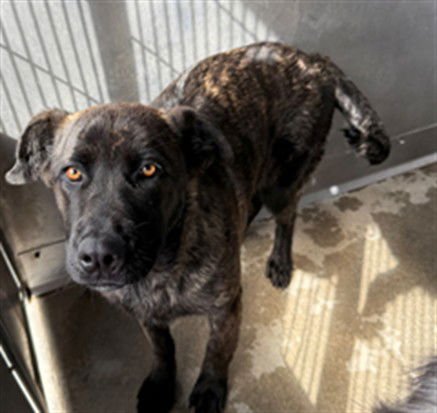 ZIPPY - Labrador Retriever available for adoption