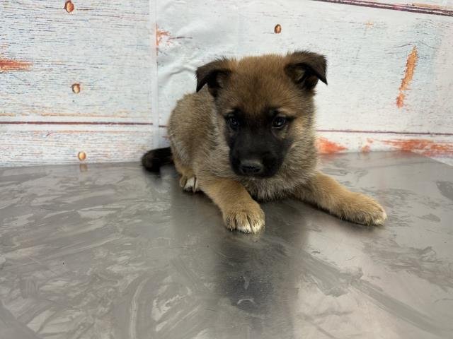 CUPID - Dutch Shepherd available for adoption