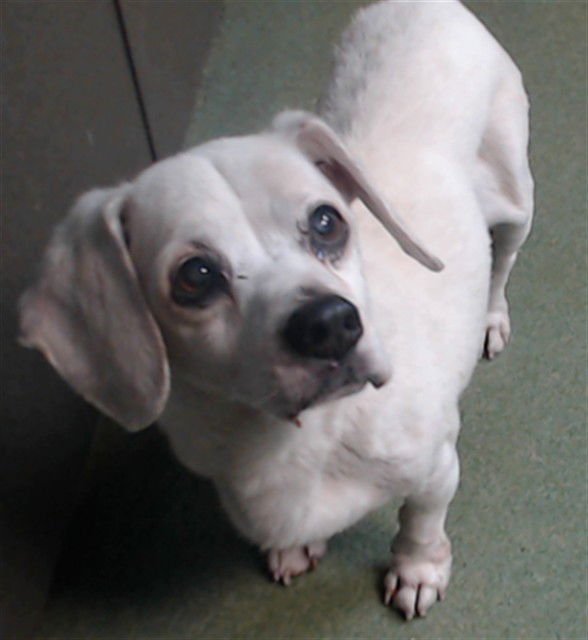 JALAPENO - Chihuahua available for adoption