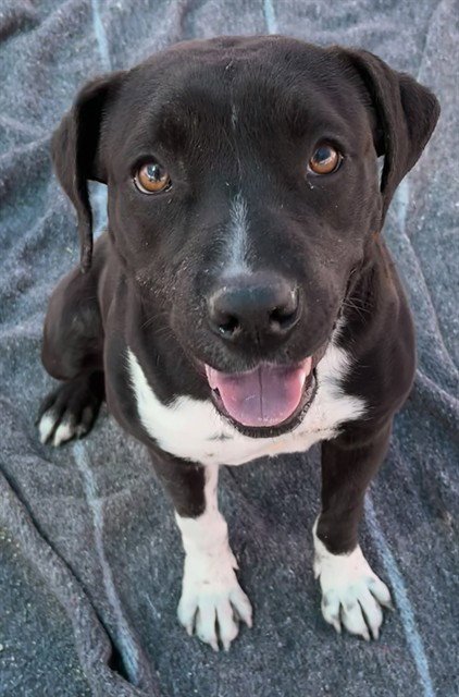 SWEET GIRL - Pit Bull Terrier available for adoption