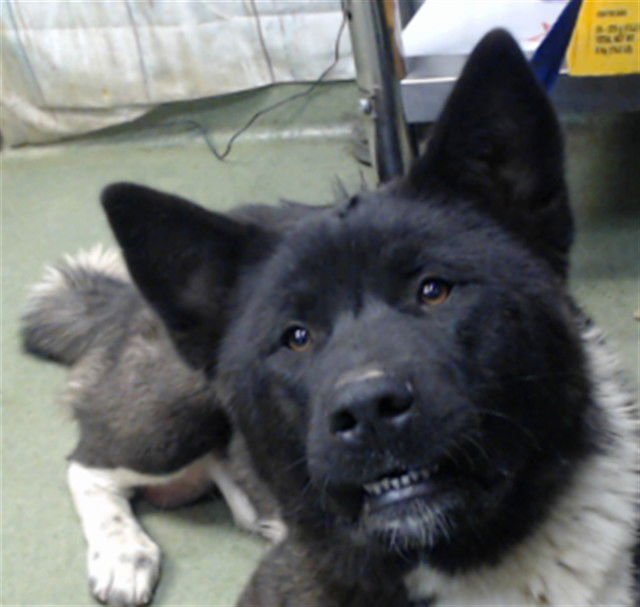 PINKY - Akita available for adoption