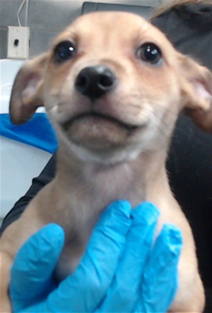 RICK JAMES - Chihuahua available for adoption