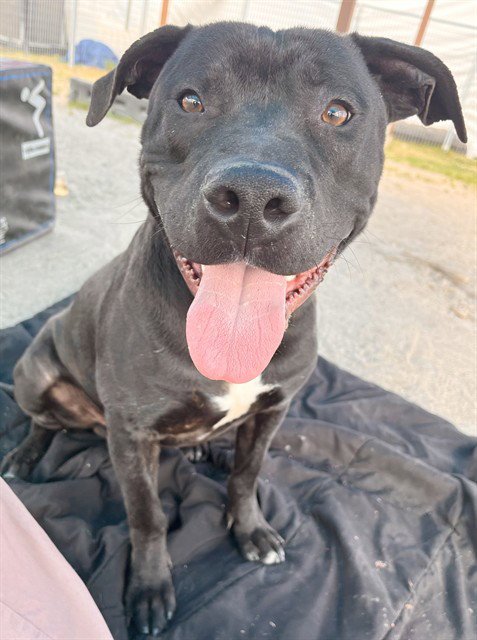 KRUNK - Pit Bull Terrier available for adoption