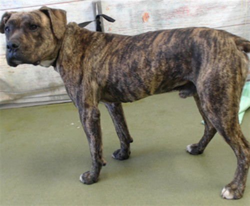 JULIO - Labrador Retriever available for adoption