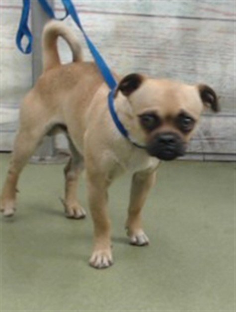 GREG - Pug available for adoption