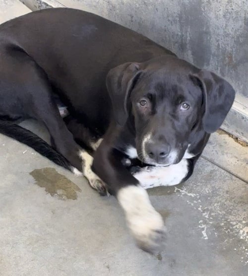 CUBA - Pit Bull Terrier available for adoption