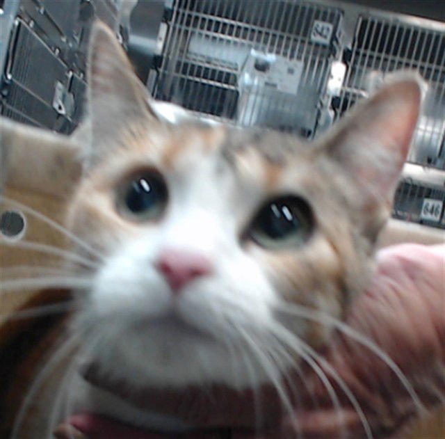 RESCUE ONLY MAMACITA - Domestic Short Hair available for adoption