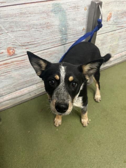 PIXIE - Australian Cattle Dog/Blue Heeler available for adoption