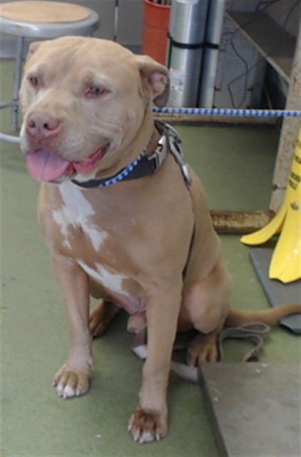 REX - Pit Bull Terrier available for adoption