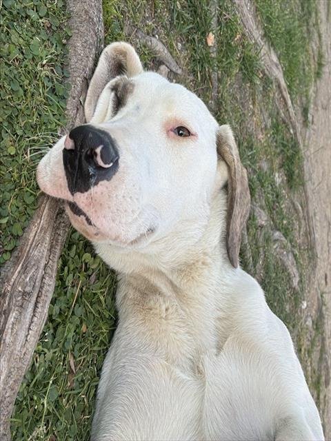 EVIE - Great Dane / Labrador Retriever available for adoption