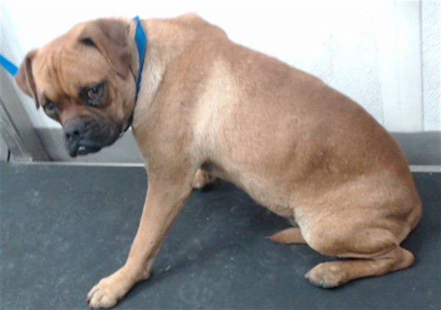 HAN - Pug available for adoption