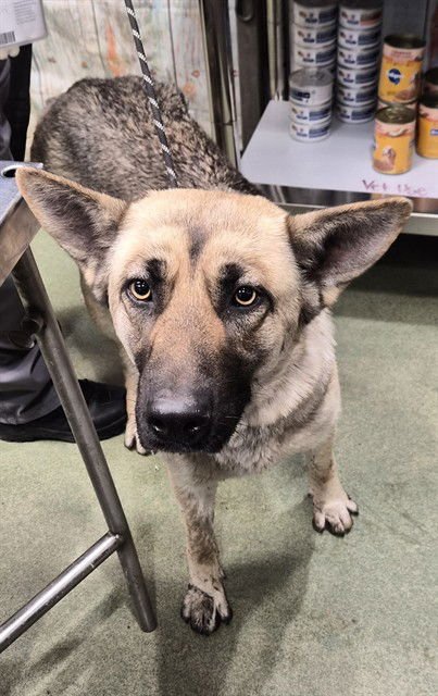 MAMA VERONICA - German Shepherd Dog available for adoption