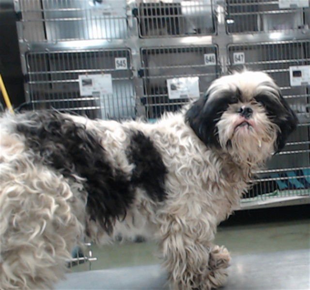MED WAVIER BUTCH - Shih Tzu available for adoption