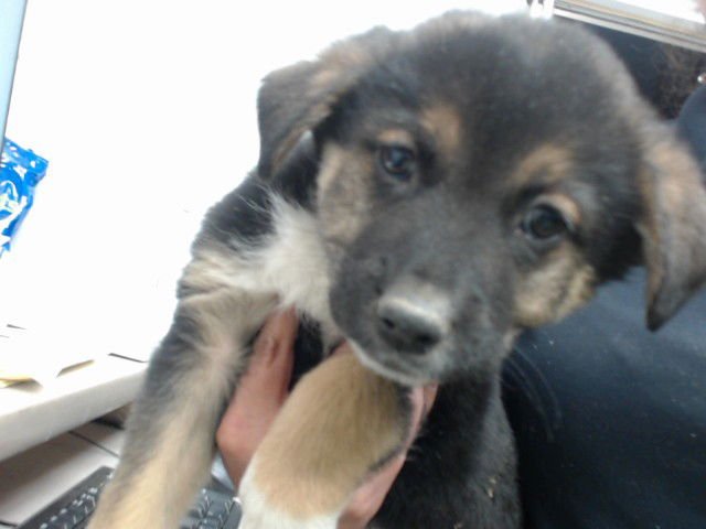 JASMINE - German Shepherd Dog available for adoption