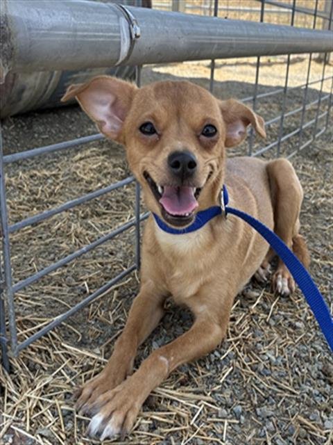ROSITA - Chihuahua available for adoption