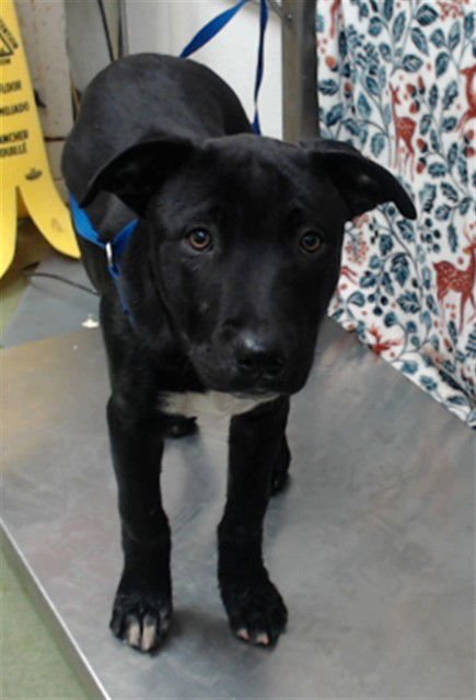 BERT - Pit Bull Terrier available for adoption