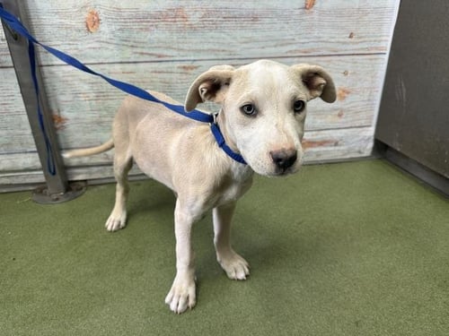 PANDORA - Pit Bull Terrier available for adoption