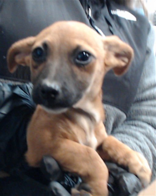 BAMBI - Chihuahua available for adoption