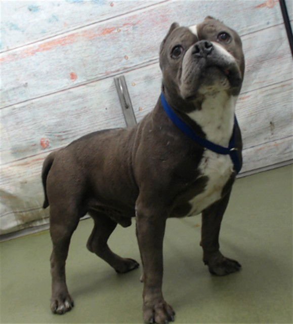 ENVY - Bulldog available for adoption