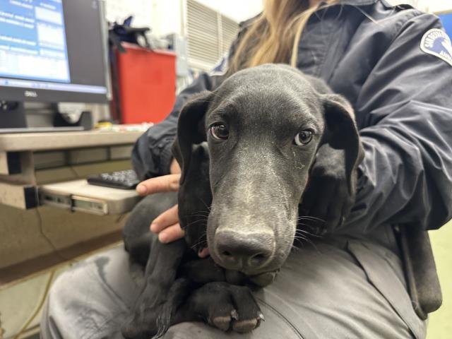 GALAXY - Labrador Retriever available for adoption