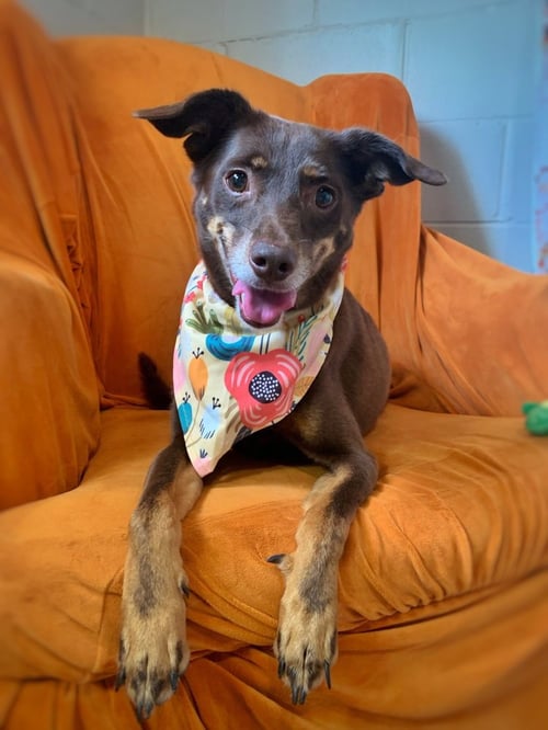LINCOLN - Terrier available for adoption