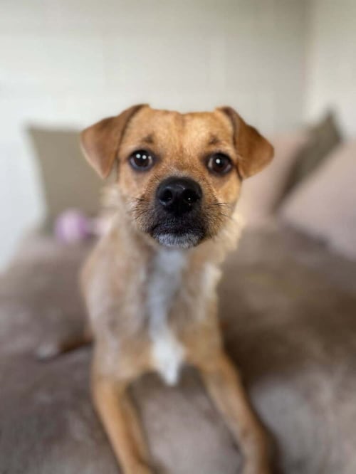 GIZMO - Terrier for adoption in League City